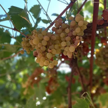 Stone Oasis Vito Dubrovnik