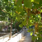 Stone Oasis Vito