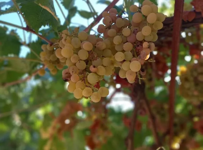 Stone Oasis Vito Dubrovnik